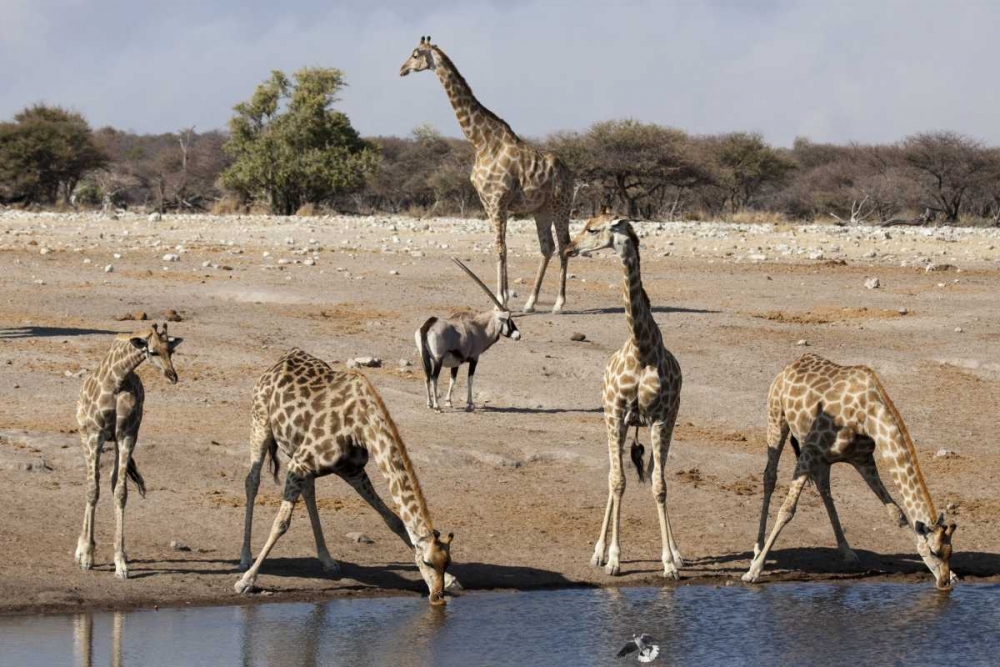 Namibia, Etosha NP Animals at a waterhole